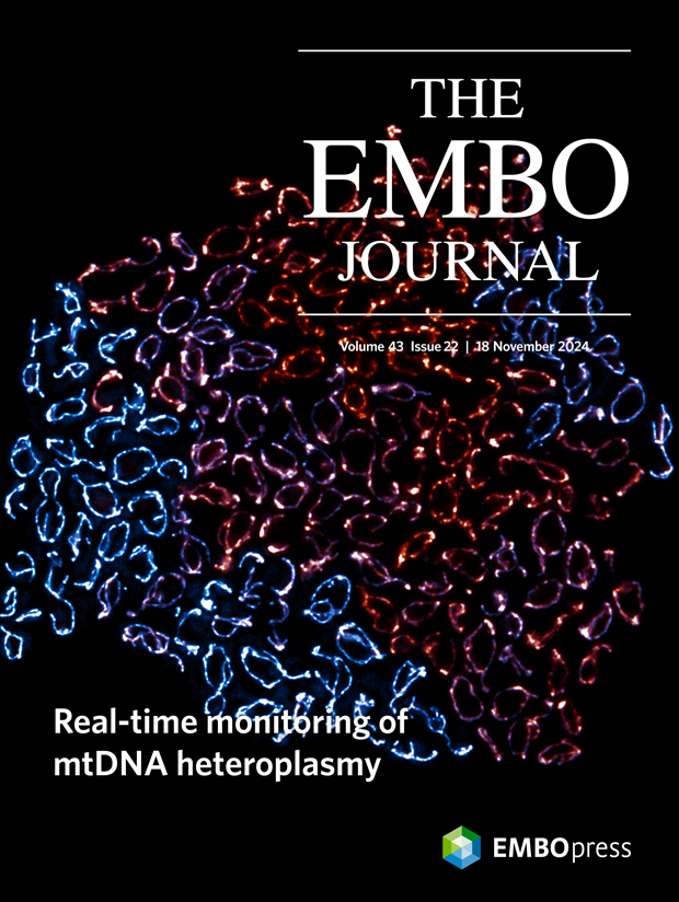 Cover image on The EMBO Journal showing a fluorescent microscopy image of mitochondria in S. cerevisiae. Image taken by Rodaria Roussou, Osman Lab
