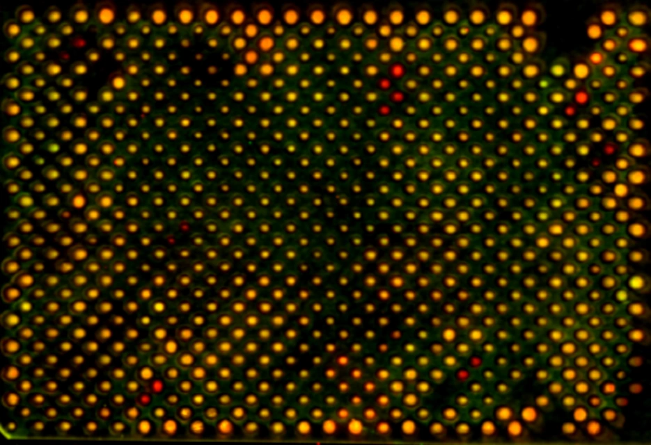 Image showing the result of a colony blot from a screen in S. cerevisiae for a screen for mutants involved in mtDNA copy number regulation. Image taken by Aylin Göke