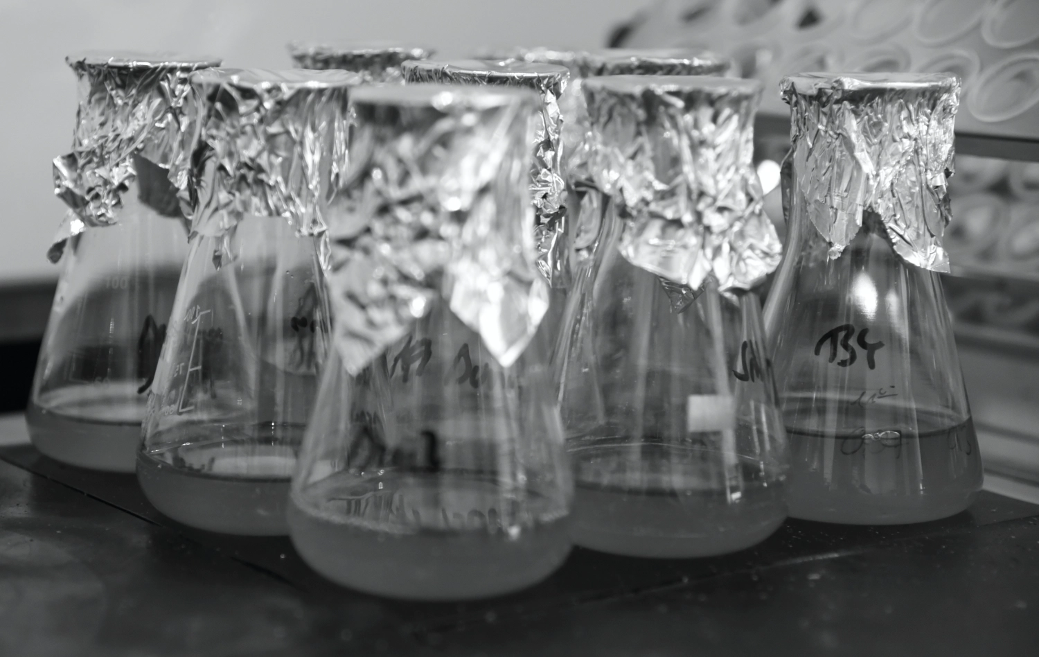 Microscopy of budding Saccharomyces cerevisiae showing growth phases