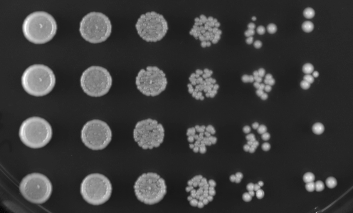 Spottest or growth analysis plate showing a dilution series of the Yeast Saccharomyces cerevisiae